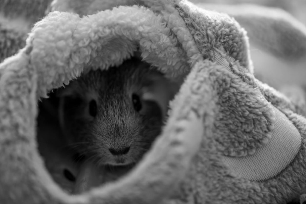 Guinea Pig Years to Human Years Chart [& Free Printable]