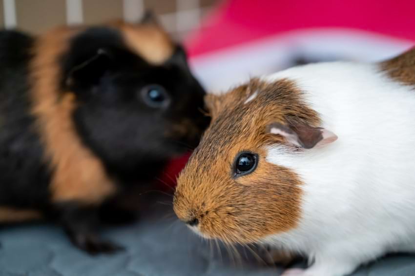 guinea pig friends