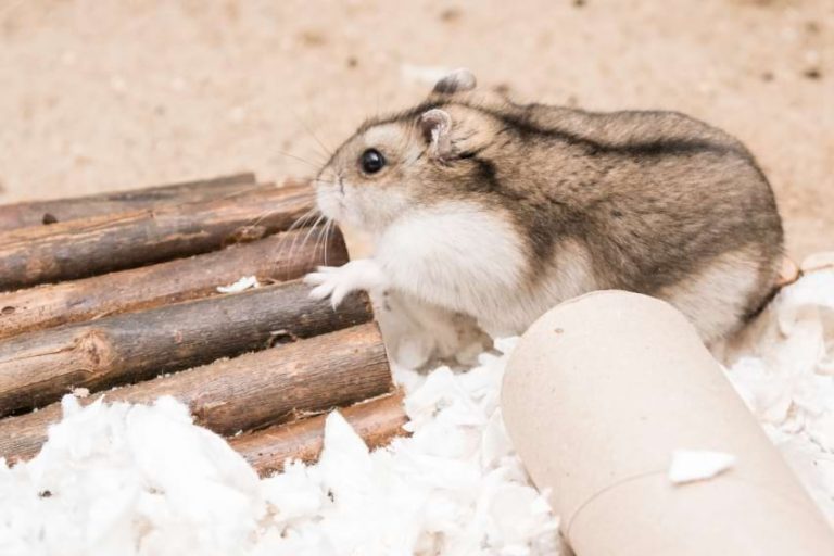 Best Sand for Hamsters Top Picks for a Safe Sand Bath Animallama