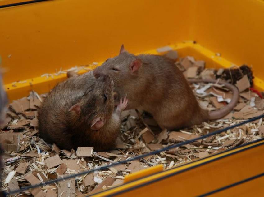Rat pinning down the other rat to exert dominance