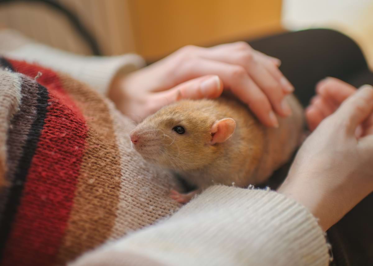 Do rats like to cuddle?