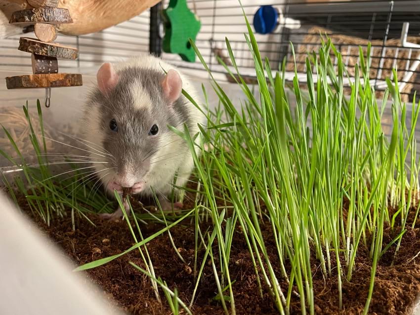 Rat looking for treats game