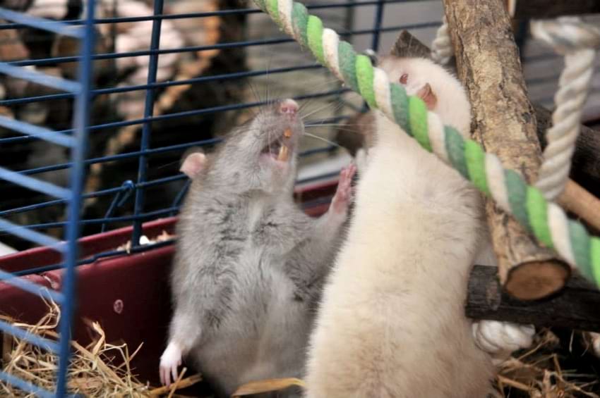 Rats playing or fighting?
