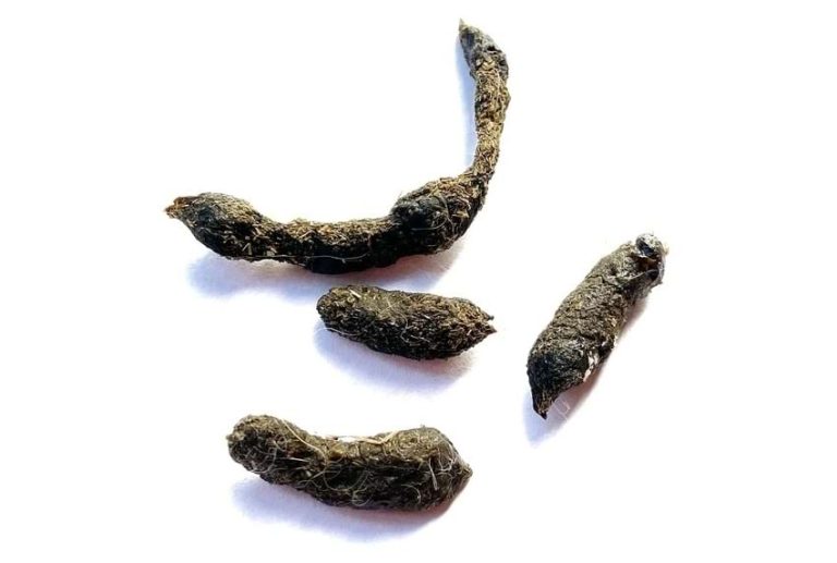 Rabbit Poop Guide What Does Normal Rabbit Poop Look Like Animallama