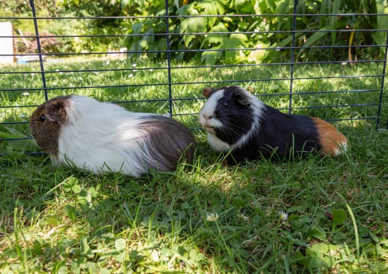 27 Enrichment Ideas for Guinea Pigs: Activities, Toys, & More