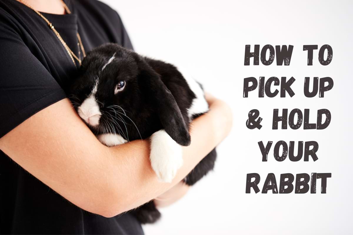 How to pick up and hold a rabbit