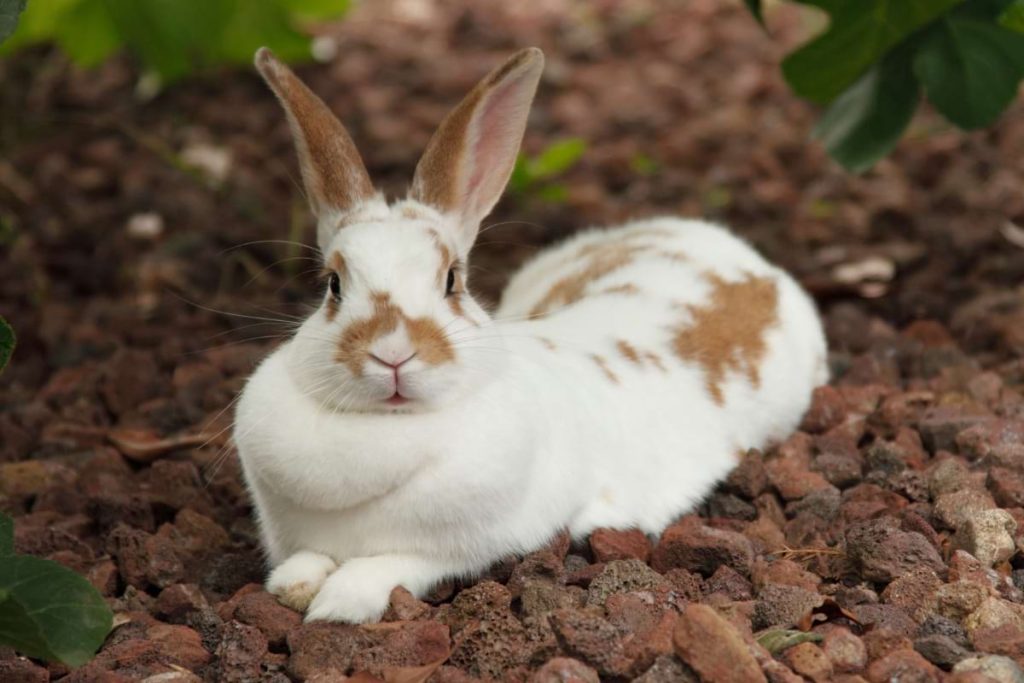 Rabbit Dewlap The Purpose of a Rabbit's Double Chin