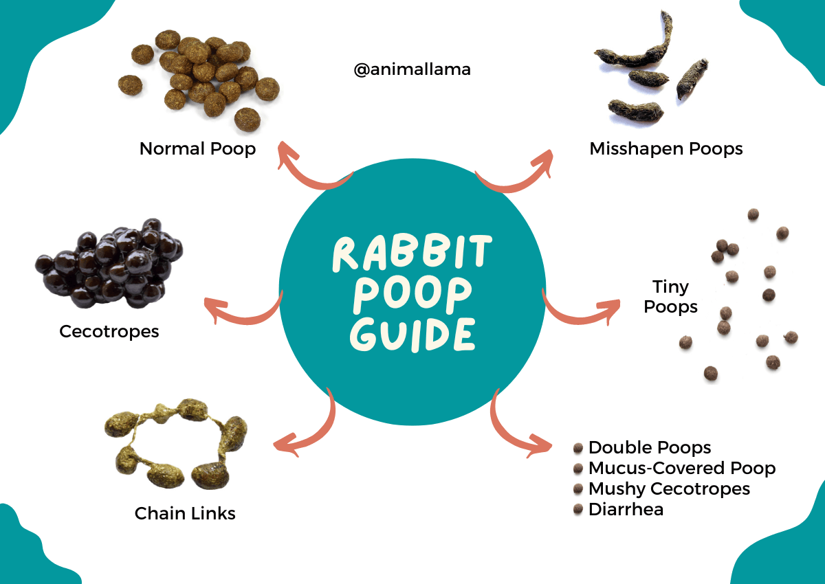 Rabbit Poop Guide: What Does Normal Rabbit Poop Look Like - Pet In 4