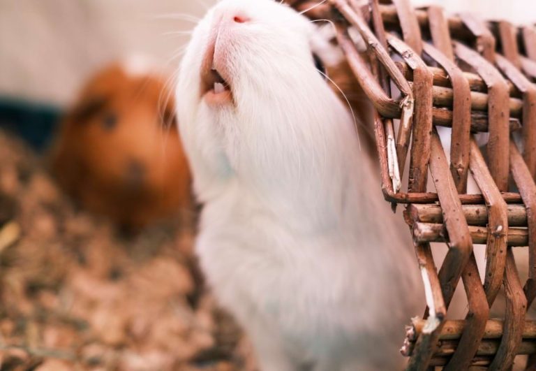 Enrichment for guinea pigs