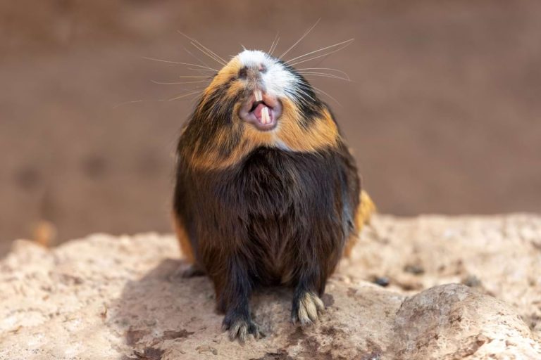 Guinea Pig Teeth: What Owners Should Watch For