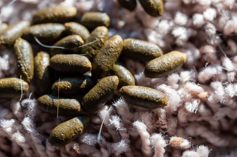 Why Do My Guinea Pigs Poop So Much? Animallama