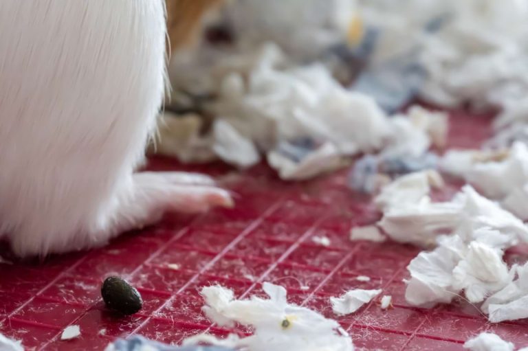 Why do guinea pigs poop so much?