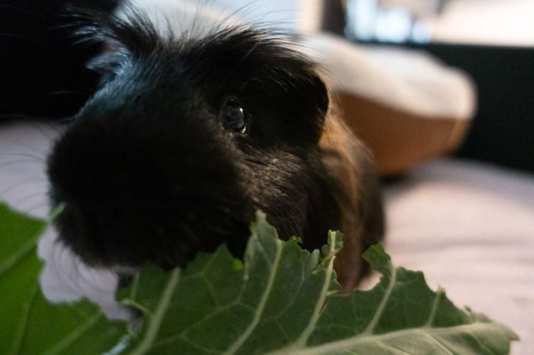 Why do guinea pigs squeak