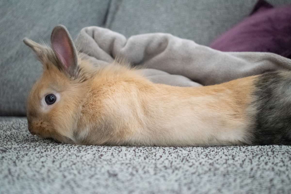 Why Is My Rabbit Shaking? 10 Possible Causes