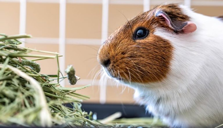 Picture of Guinea Pig Litter Box Ideas to Keep the Mess at a Minimum | Animallama