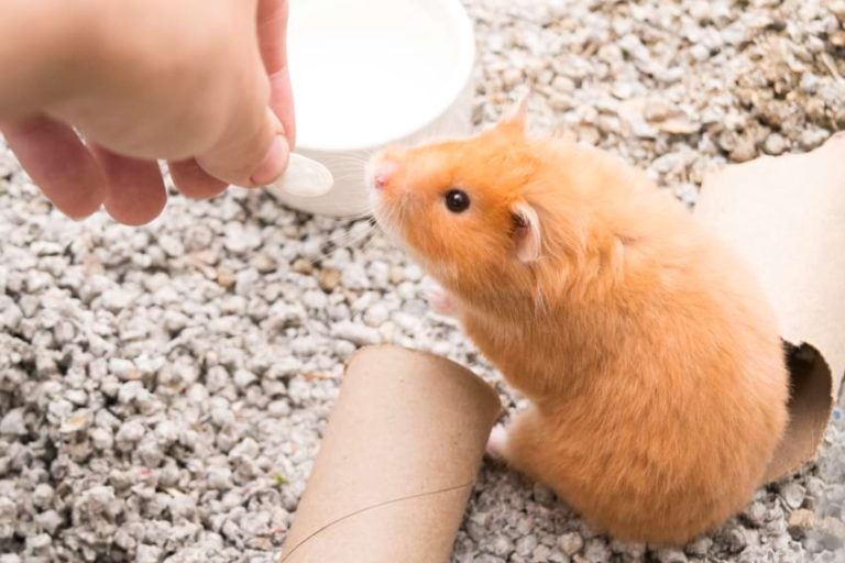 The Real Cost of Owning a Hamster Cost Breakdown (2024)