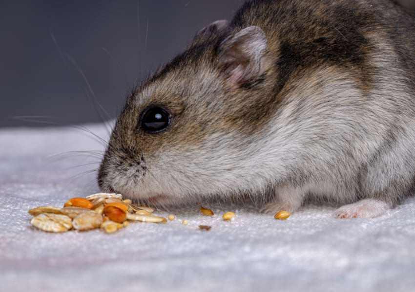 Campbell's hamster