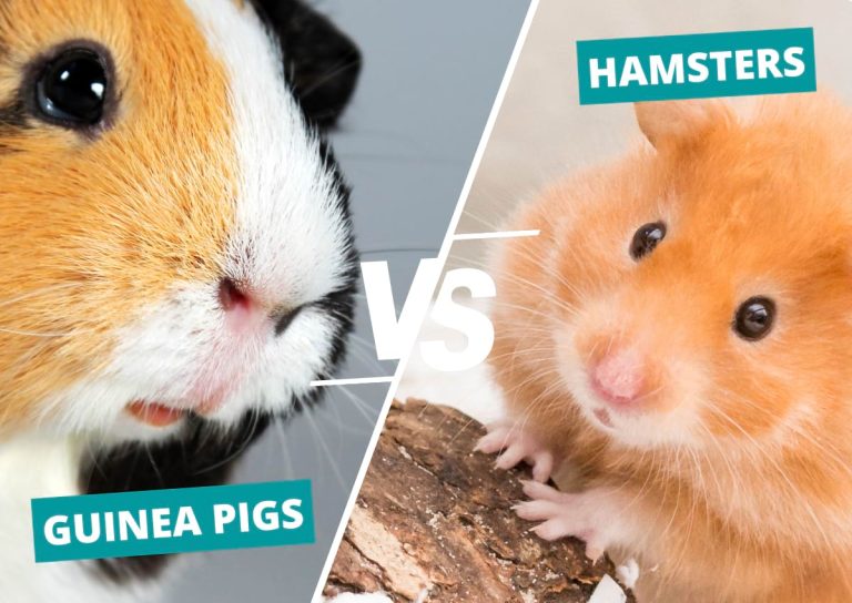 Guinea Pigs vs. Hamsters: Which is a Better Pet for You?