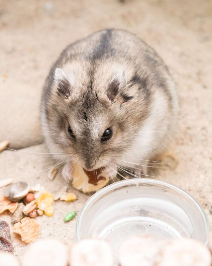 Hamster eating dry mix
