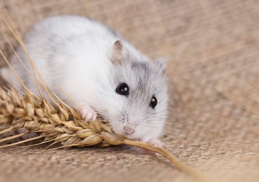 Hamster eating oat seeds
