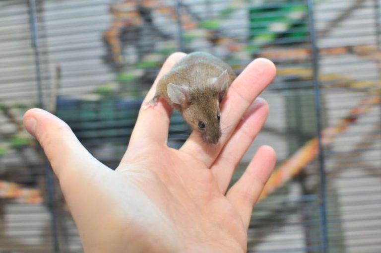 Mice as Pets Pros and Cons to Consider Before Adopting Animallama