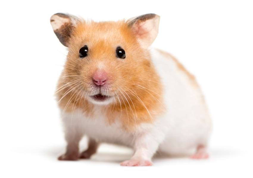 Syrian hamster