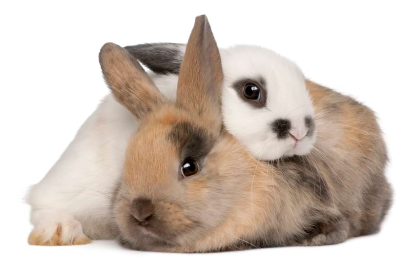 Two rabbits cuddling
