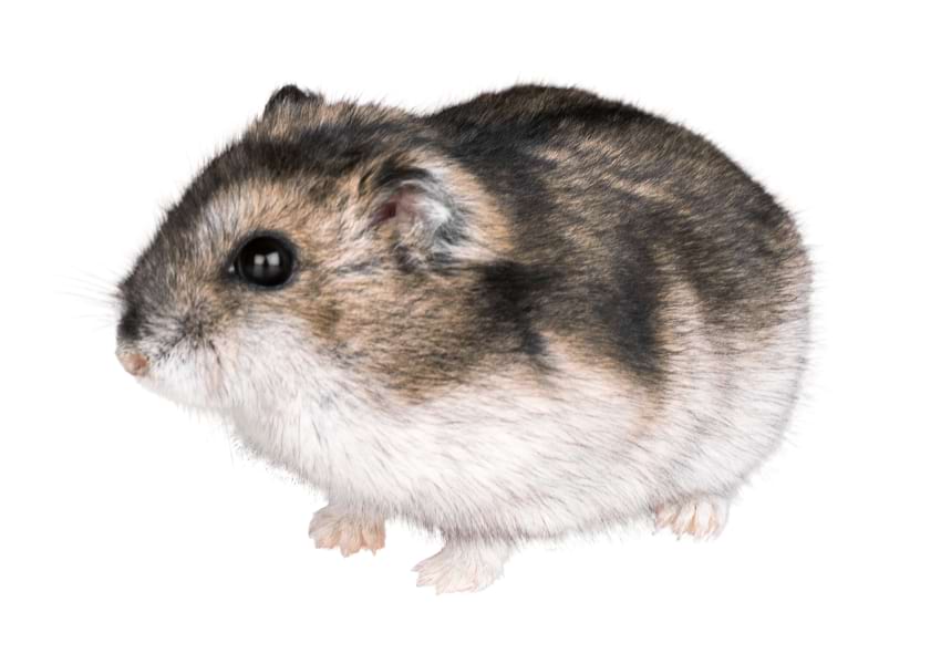 Winter White hamster