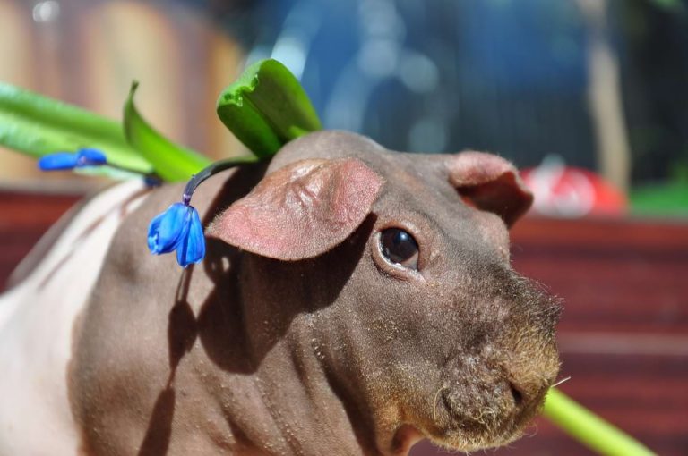 Hairless Guinea Pig Breeds & How to Care for Them