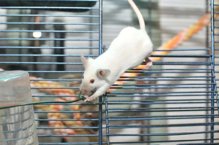 Pet Mice Care Guide How to Keep Your Mice Happy & Healthy
