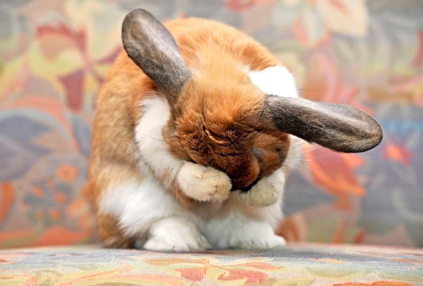 rabbit washing himself