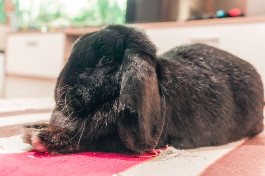 Rabbits love to chew everything