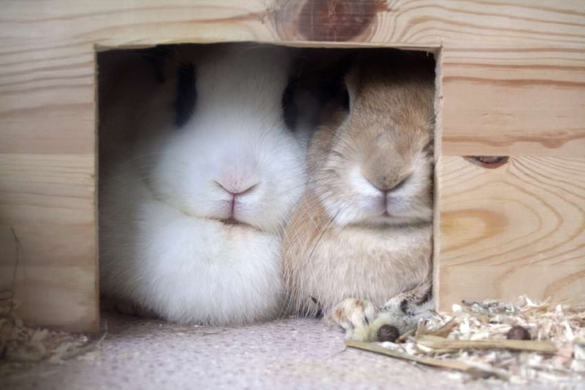 two rabbits spending time together