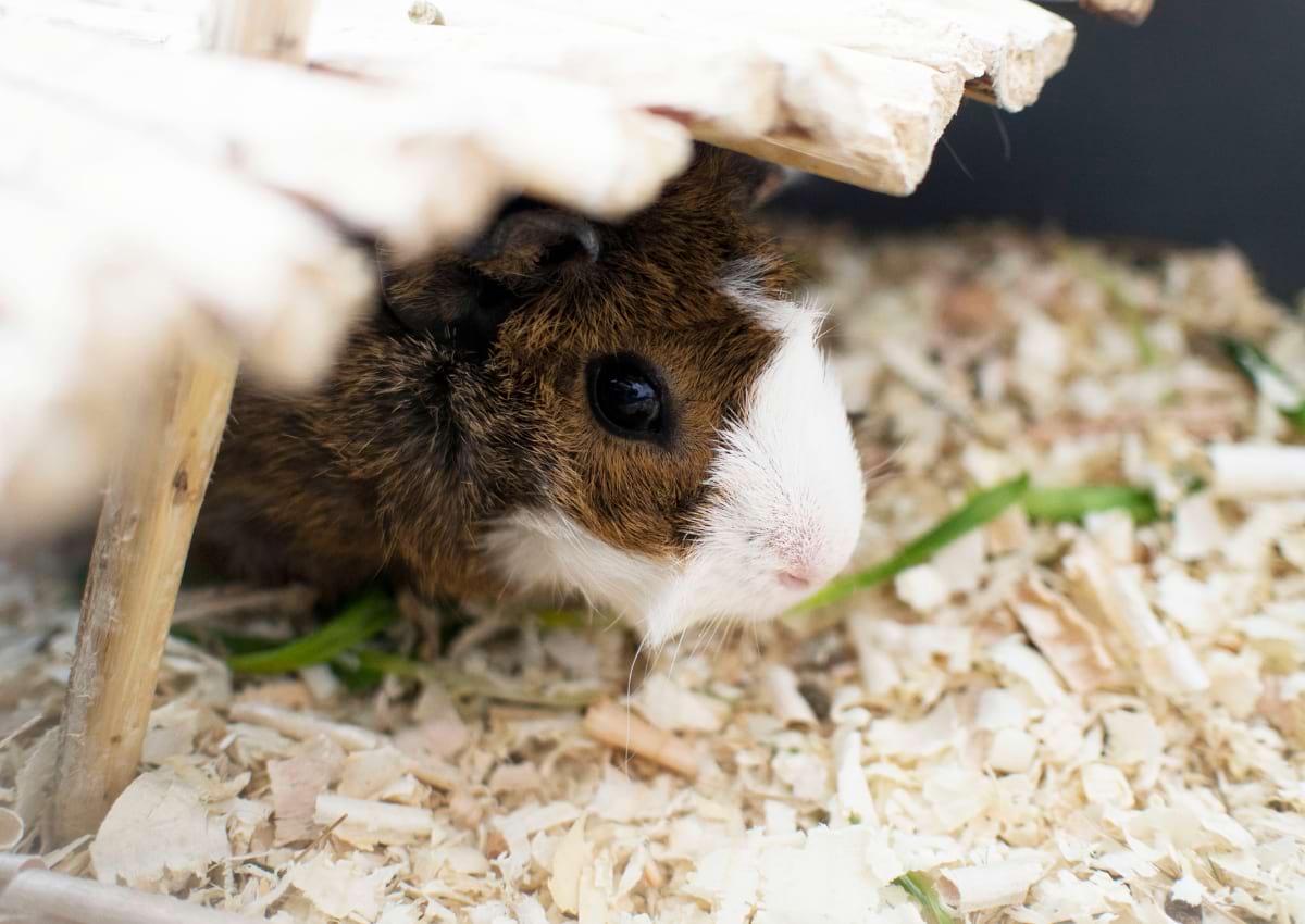 Common health issues in guinea pigs