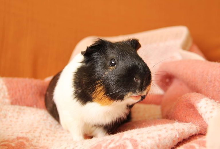 Critical Care for Guinea Pigs