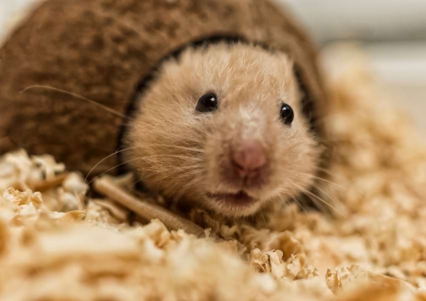Pros of hamsters as pets