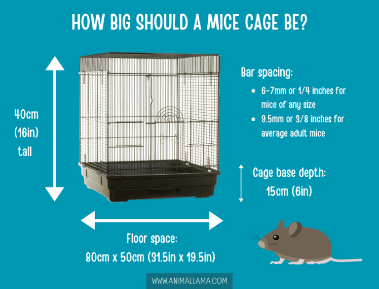 The Best Mice Cages for an Ethical Living Environment