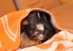 Image showcasing 15 Common Health Issues in Guinea Pigs | Animallama