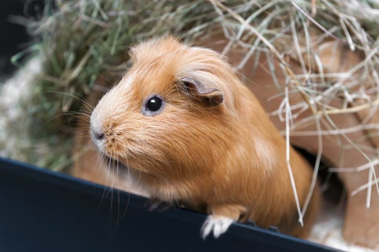 items that are dangerous and unsafe for guinea pigs