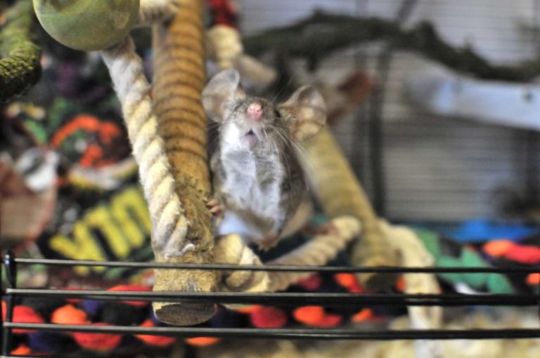 Mice Cage Requirements: Size, Bar Spacing, Base Depth, & More