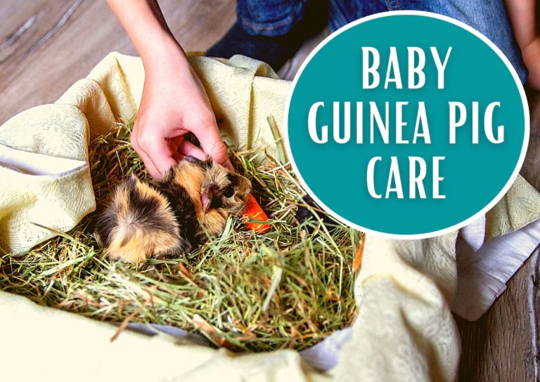 Baby guinea pig care