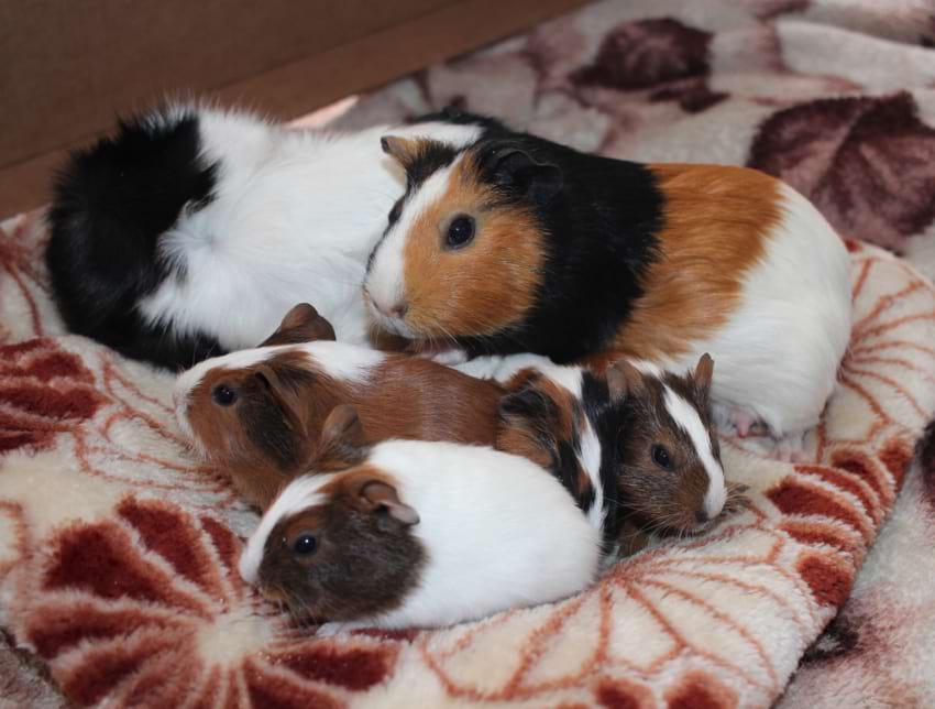 Guinea pig family