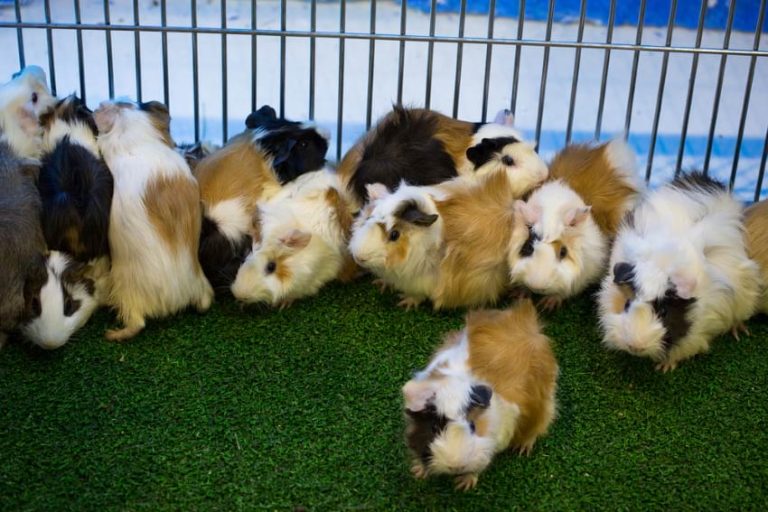 View of Where to Get Guinea Pigs Without Supporting Unethical Breeders