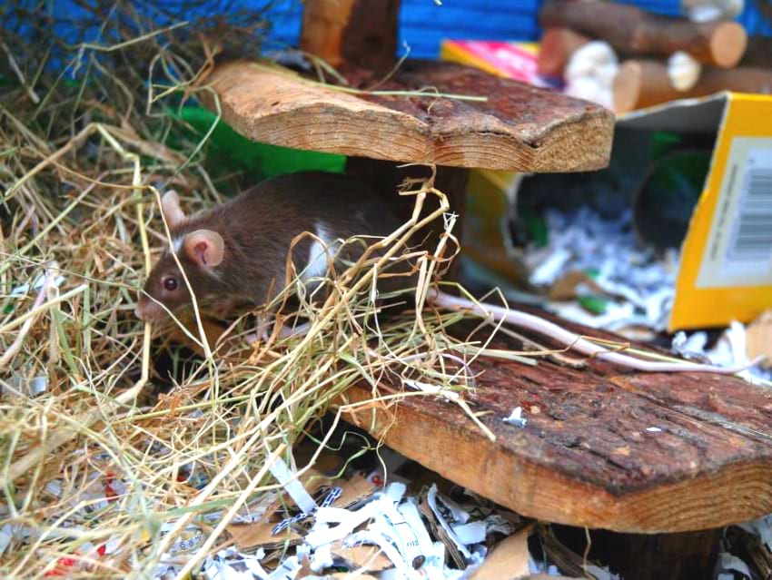 Mice nesting material