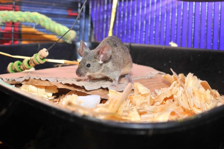 Which Bedding Is Best For Pet Mice? Pros & Cons of Each