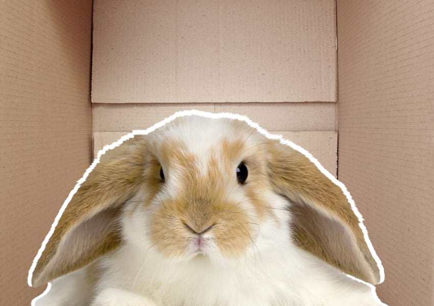 Bunny dig box