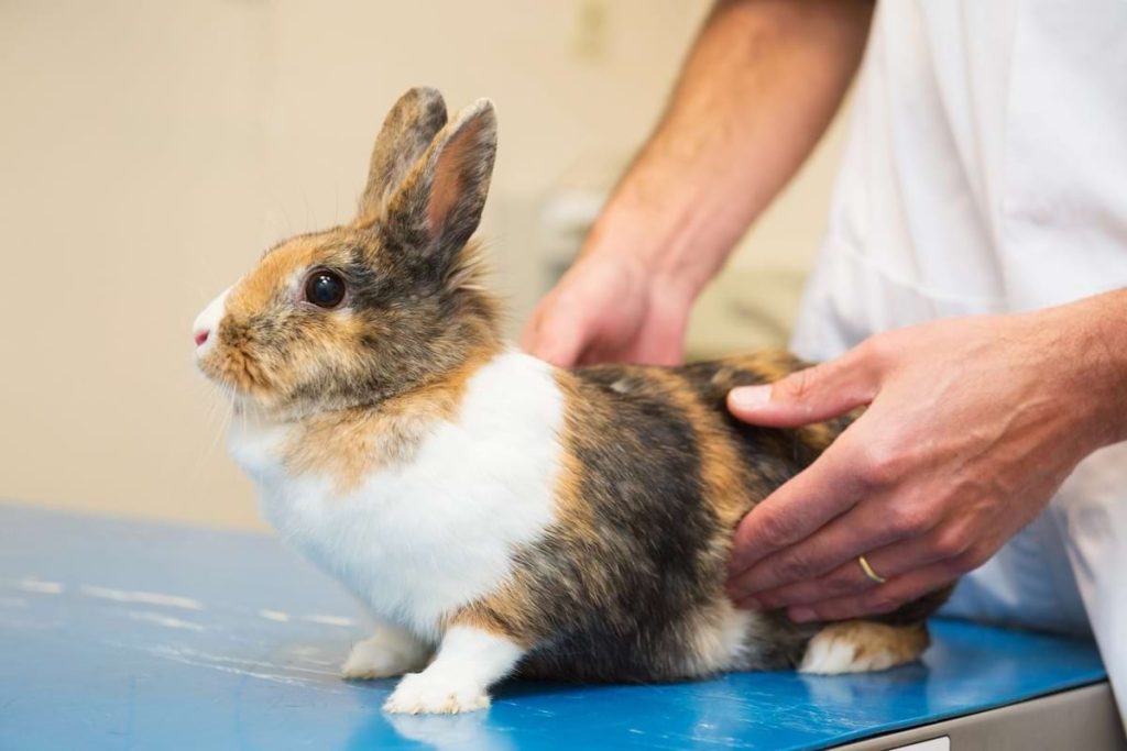 Rabbit Care: Everything You Need to Know | Animallama