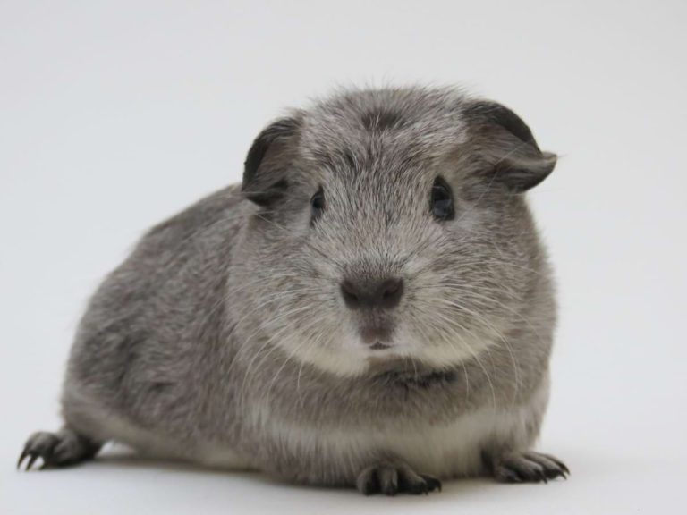 Guinea pig colors and patterns